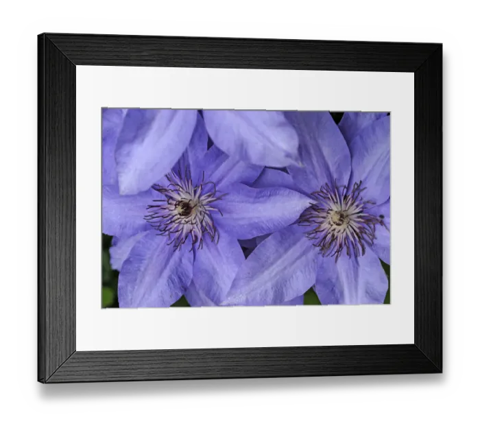 Framed Print : Flowers of a Clematis -Clematis-, hybrid, Bavaria, Germany Framed Print : Flowers of a Clematis -Clematis-, hybrid, Bavaria, Germany