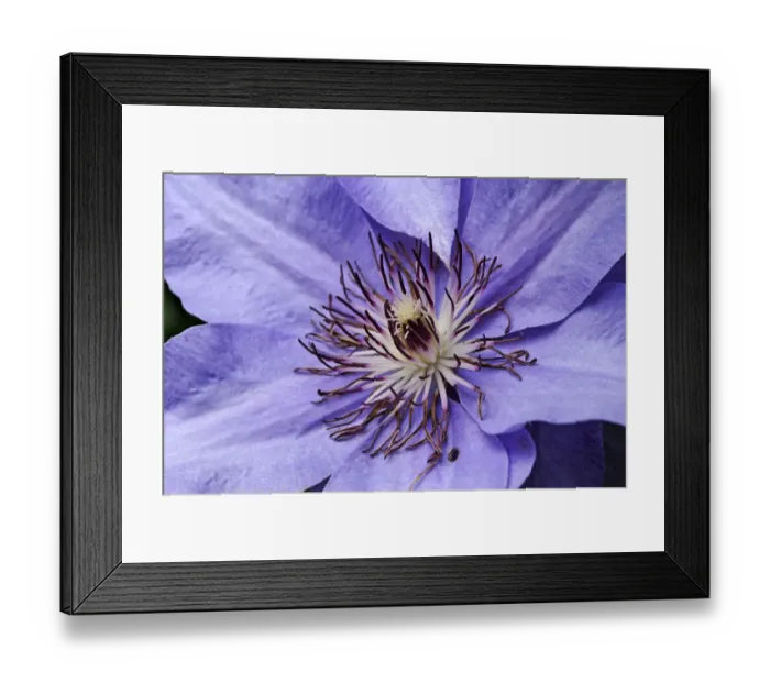 Framed Print : Stamens of a Clematis -Clematis-, hybrid, Bavaria, Germany Framed Print : Stamens of a Clematis -Clematis-, hybrid, Bavaria, Germany