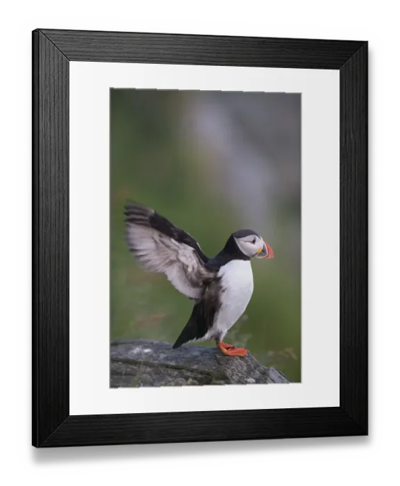 Framed Print : Puffin or Atlantic Puffin -Fratercula arctica-, Runde, Soroyane, More og Romsdal, Norway