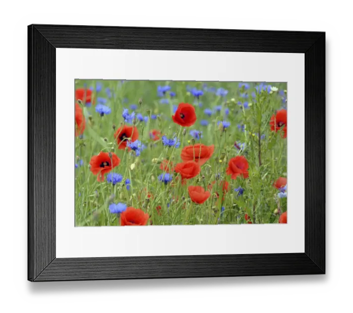 Framed Print : Grain field with flowering Poppies -Papaver rhoeas- and Cornflowers -Centaurea cyanus-, Rennsteig, Blankenstein, Thuringia, Germany