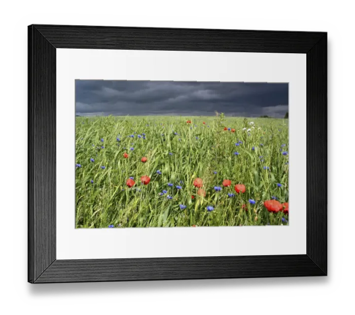 Framed Print : Grain field with poppy flowers in front of an approaching thunderstorm, Rennsteig, Blankenstein, Thuringia, Germany