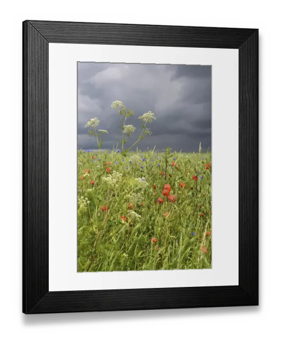 Framed Print : Corn field with Corn Poppies -Papaver rhoeas- and Cornflowers -Centaurea cyanus- during a thunderstorm Framed Print : Corn field with Corn Poppies -Papaver rhoeas- and Cornflowers -Centaurea cyanus- during a thunderstorm