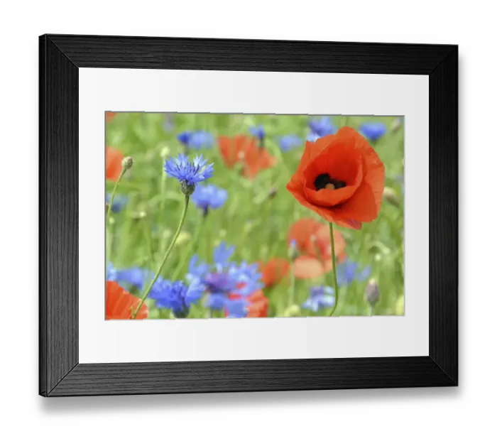 Framed Print : Corn poppy -Papaver rhoeas- and Cornflowers -Centaurea cyanus- in a corn field Framed Print : Corn poppy -Papaver rhoeas- and Cornflowers -Centaurea cyanus- in a corn field