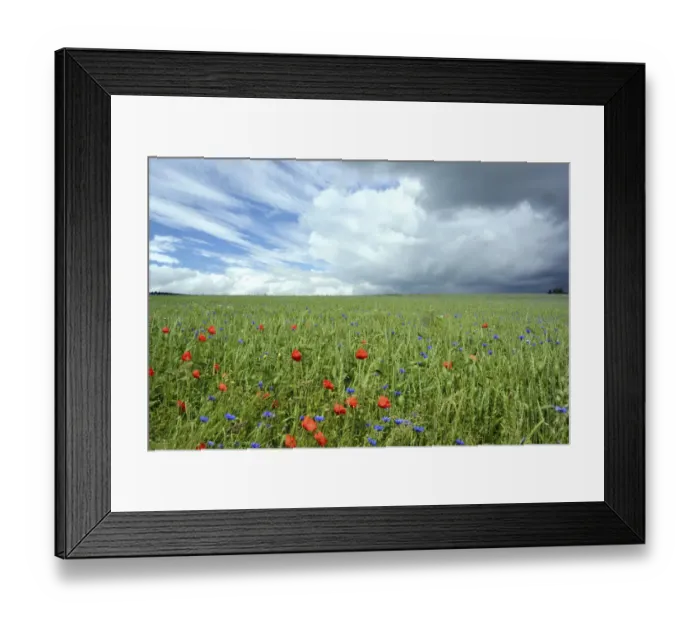 Framed Print : Corn field with Corn Poppies -Papaver rhoeas- and Cornflowers -Centaurea cyanus-, cloudy sky with clear and stormy patches Framed Print : Corn field with Corn Poppies -Papaver rhoeas- and Cornflowers -Centaurea cyanus-, cloudy sky with clear and stormy patches