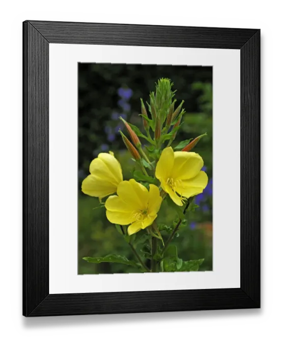 Framed Print : Common Evening Primrose -Oenothera biennis-, flowers and buds, Bavaria, Germany Framed Print : Common Evening Primrose -Oenothera biennis-, flowers and buds, Bavaria, Germany