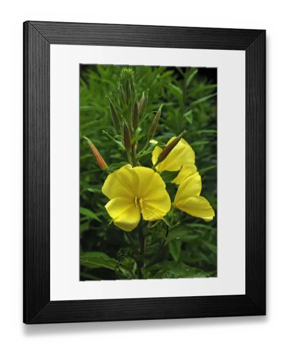 Framed Print : Common Evening Primrose -Oenothera biennis-, flowers and buds, Bavaria, Germany Framed Print : Common Evening Primrose -Oenothera biennis-, flowers and buds, Bavaria, Germany