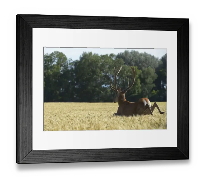 Framed Print : Red Deer -Cervus elaphus- in a grain field, Lower Austria, Austria Framed Print : Red Deer -Cervus elaphus- in a grain field, Lower Austria, Austria