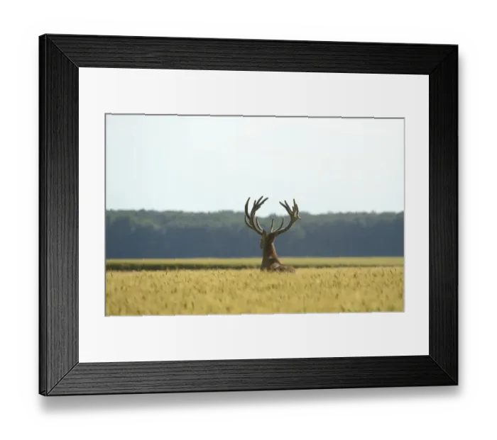 Framed Print : Red Deer -Cervus elaphus- in a grain field, Lower Austria, Austria Framed Print : Red Deer -Cervus elaphus- in a grain field, Lower Austria, Austria