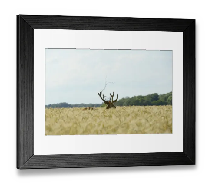 Framed Print : Red Deer -Cervus elaphus- in a grain field, part of a fence in its antlers, Lower Austria, Austria Framed Print : Red Deer -Cervus elaphus- in a grain field, part of a fence in its antlers, Lower Austria, Austria