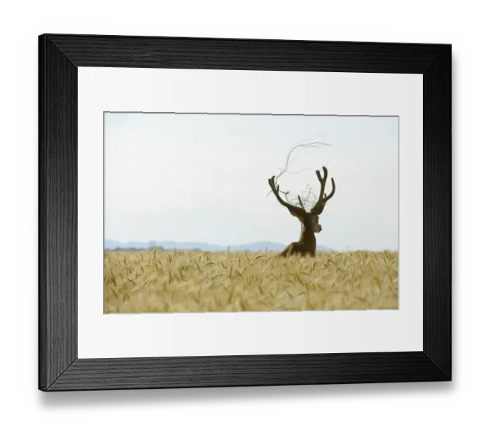 Framed Print : Red Deer -Cervus elaphus- in a grain field, part of a fence in its antlers, Lower Austria, Austria Framed Print : Red Deer -Cervus elaphus- in a grain field, part of a fence in its antlers, Lower Austria, Austria