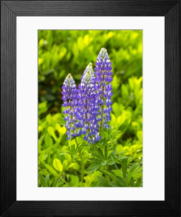 Framed Print : Lupin -Lupinus-, Schluchsee, Baden-Wurttemberg Black Forest, Germany Framed Print : Lupin -Lupinus-, Schluchsee, Baden-Wurttemberg Black Forest, Germany