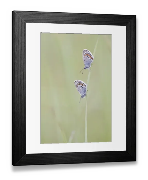Framed Print : Common Blue -Polyommatus icarus- two butterflies perched on a blade of grass, North Hesse, Hesse, Germany Framed Print : Common Blue -Polyommatus icarus- two butterflies perched on a blade of grass, North Hesse, Hesse, Germany