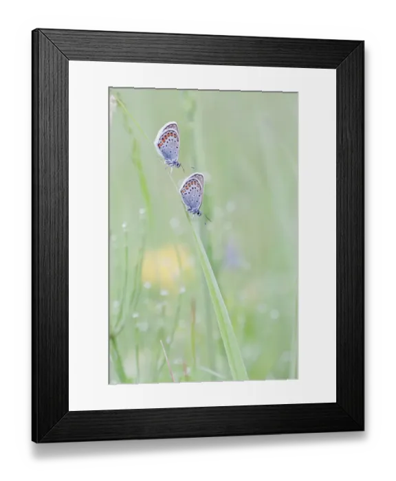 Framed Print : Common Blue -Polyommatus icarus- two butterflies perched on a blade of grass, North Hesse, Hesse, Germany Framed Print : Common Blue -Polyommatus icarus- two butterflies perched on a blade of grass, North Hesse, Hesse, Germany