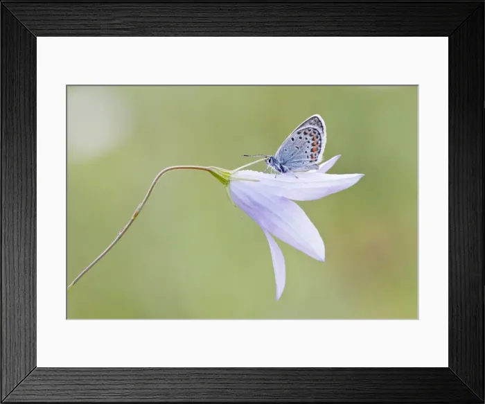 Framed Print : Common Blue -Polyommatus icarus- perched on a Bellflower -Campanula-, North Hesse, Hesse, Germany