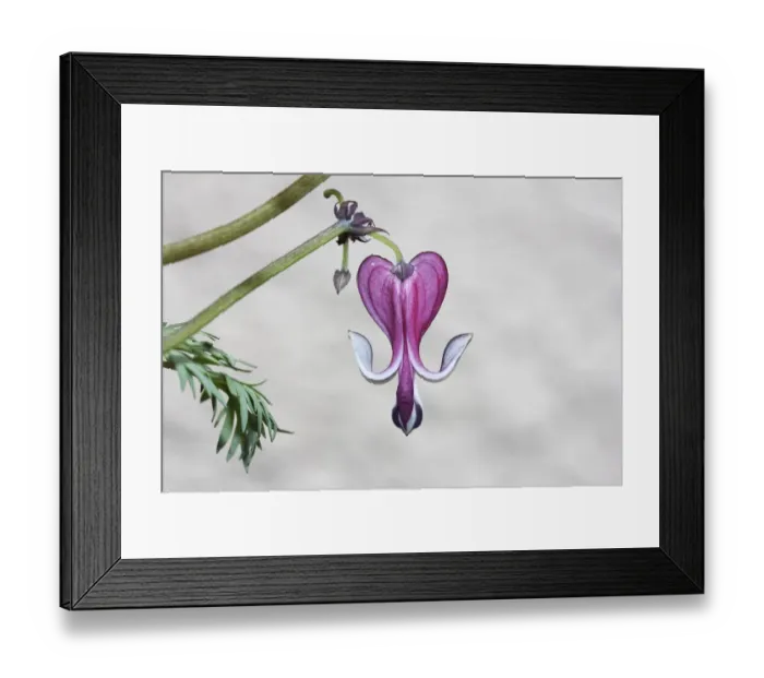 Framed Print : Pacific Bleeding Heart -Dicentra formosa-, Germany Framed Print : Pacific Bleeding Heart -Dicentra formosa-, Germany