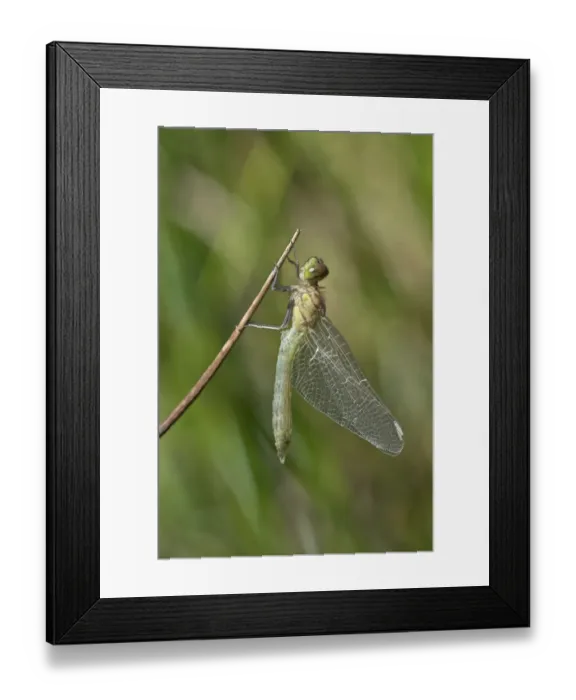 Framed Print : Newly hatched Spotted Darter -Sympetrum depessiusculum-, Canton of Geneva, Switzerland Framed Print : Newly hatched Spotted Darter -Sympetrum depessiusculum-, Canton of Geneva, Switzerland