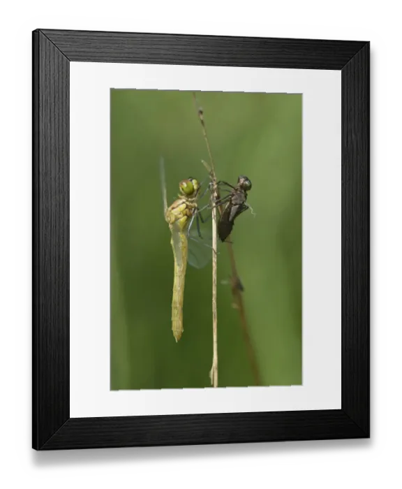 Framed Print : Newly hatched Spotted Darter -Sympetrum depessiusculum- with exuvia, Canton of Geneva, Switzerland Framed Print : Newly hatched Spotted Darter -Sympetrum depessiusculum- with exuvia, Canton of Geneva, Switzerland