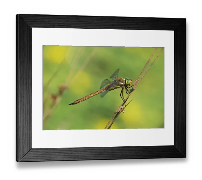 Framed Print : Green-eyed Hawker -Aeshna isoceles-, Canton of Geneva, Switzerland Framed Print : Green-eyed Hawker -Aeshna isoceles-, Canton of Geneva, Switzerland