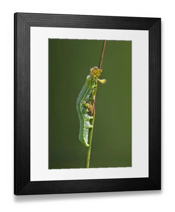 Framed Print : Clouded Drab -Orthosia incerta-, caterpillar, Versoix, Canton of Geneva, Switzerland