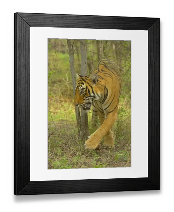 Framed Print : Bengal Tiger -Panthera tigris tigris- in the forest, Ranthambhore National Park, Sawai Madhopur, India Framed Print : Bengal Tiger -Panthera tigris tigris- in the forest, Ranthambhore National Park, Sawai Madhopur, India