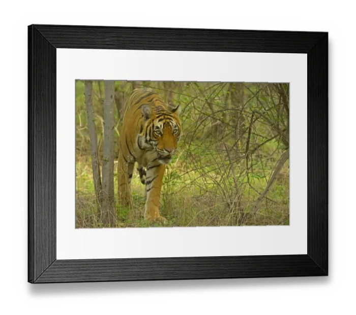 Framed Print : Bengal Tiger -Panthera tigris tigris- in the forest, Ranthambhore National Park, Sawai Madhopur, India Framed Print : Bengal Tiger -Panthera tigris tigris- in the forest, Ranthambhore National Park, Sawai Madhopur, India