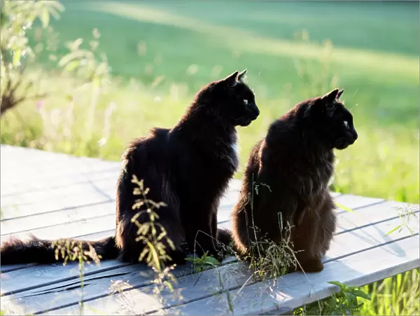Two black long hair cats
