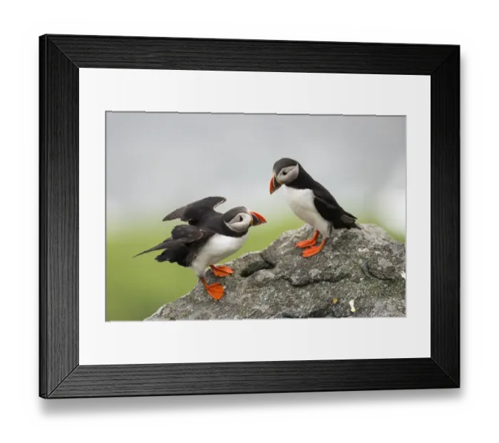 Framed Print : Puffins or Atantic Puffins -Fratercula arctica-, Runde, Soroyane, More og Romsdal, Norway Framed Print : Puffins or Atantic Puffins -Fratercula arctica-, Runde, Soroyane, More og Romsdal, Norway