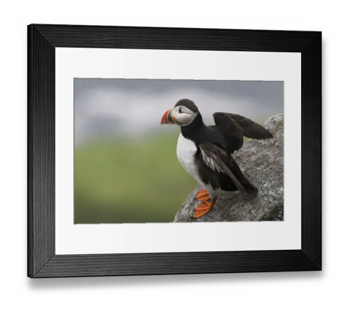 Framed Print : Puffin or Atlantic Puffin -Fratercula arctica-, Runde, Soroyane, More og Romsdal, Norway Framed Print : Puffin or Atlantic Puffin -Fratercula arctica-, Runde, Soroyane, More og Romsdal, Norway