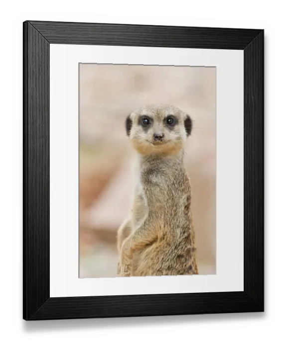 Framed Print : Meerkat -Suricata suricatta-, Tierpark Sababurg, Hofgeismar, Hesse, Germany Framed Print : Meerkat -Suricata suricatta-, Tierpark Sababurg, Hofgeismar, Hesse, Germany