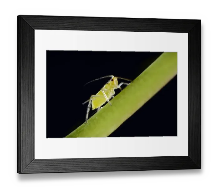 Framed Print : Large Rose Aphid -Macrosiphum rosae-, pest, Baden-Wurttemberg, Germany Framed Print : Large Rose Aphid -Macrosiphum rosae-, pest, Baden-Wurttemberg, Germany