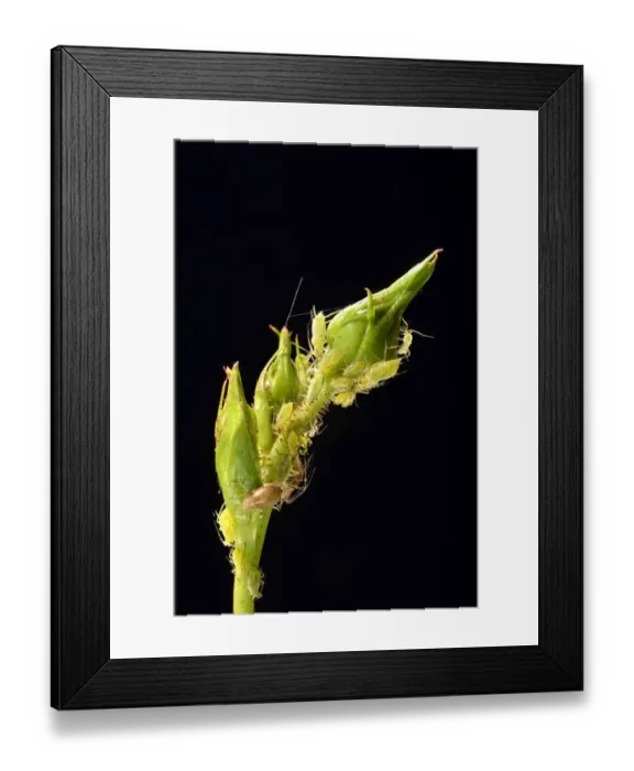 Framed Print : Large Rose Aphids -Macrosiphum rosae-, colony of pests on the bud of a Rose -Rosa-, Baden-Wurttemberg, Germany