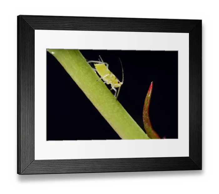 Framed Print : Large Rose Aphid -Macrosiphum rosae-, pest, on a Rose -Rosa-, macro shot, Baden-Wurttemberg, Germany Framed Print : Large Rose Aphid -Macrosiphum rosae-, pest, on a Rose -Rosa-, macro shot, Baden-Wurttemberg, Germany
