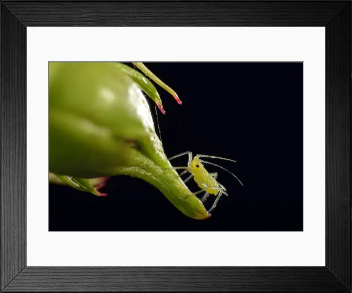 Framed Print : Large Rose Aphid -Macrosiphum rosae-, pest, on a Rose -Rosa-, macro shot, Baden-Wurttemberg, Germany Framed Print : Large Rose Aphid -Macrosiphum rosae-, pest, on a Rose -Rosa-, macro shot, Baden-Wurttemberg, Germany