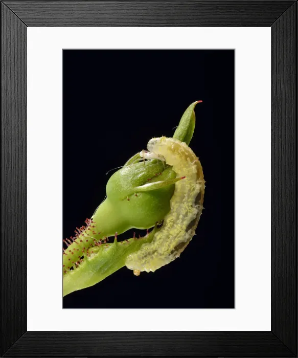 Framed Print : Larva of a Hoverfly -Syrphidae- on a bud of a Rose -Rosa-, beneficial insect, macro shot, Baden-Wurttemberg, Germany Framed Print : Larva of a Hoverfly -Syrphidae- on a bud of a Rose -Rosa-, beneficial insect, macro shot, Baden-Wurttemberg, Germany