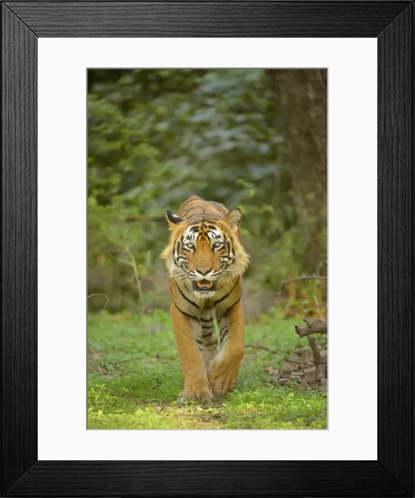 Framed Print : Bengal Tiger -Panthera tigris tigris- walking in the forest, Ranthambhore National Park, Sawai Madhopur, India Framed Print : Bengal Tiger -Panthera tigris tigris- walking in the forest, Ranthambhore National Park, Sawai Madhopur, India