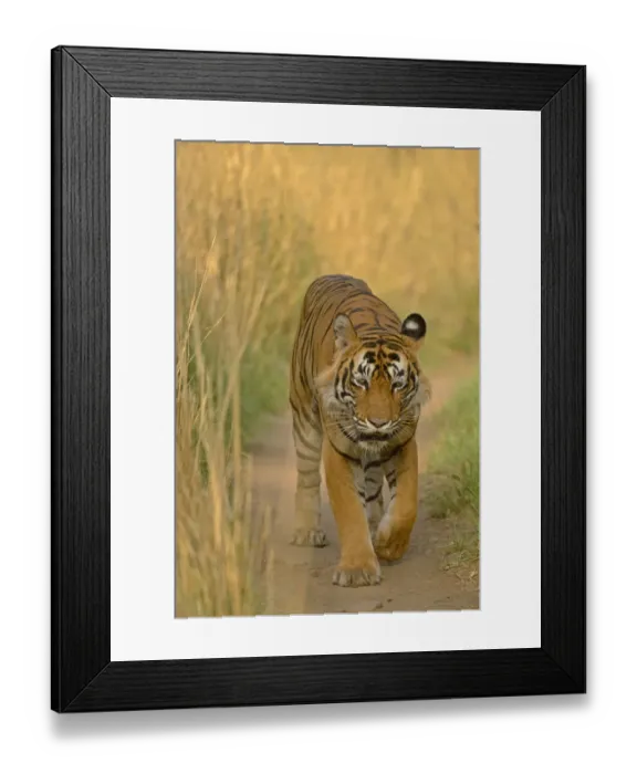 Framed Print : Bengal Tiger -Panthera tigris tigris- walking along path, Ranthambhore National Park, Sawai Madhopur, India Framed Print : Bengal Tiger -Panthera tigris tigris- walking along path, Ranthambhore National Park, Sawai Madhopur, India