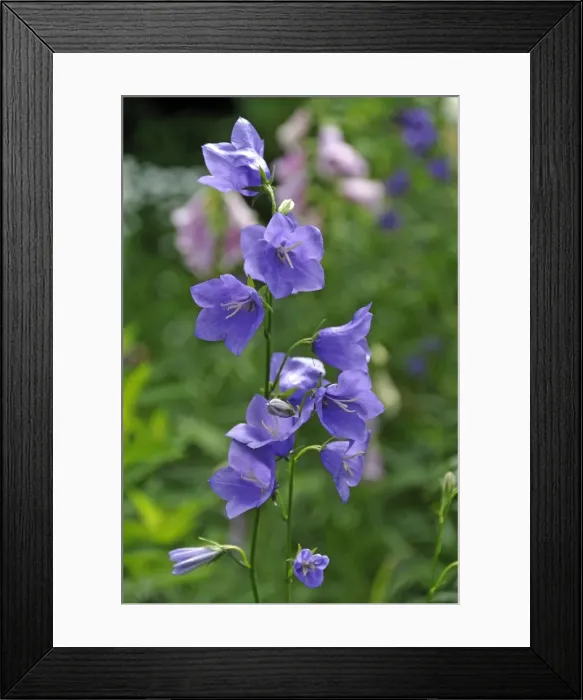 Framed Print : Bellflowers -Campanula sp. -, Middle Franconia, Bavaria, Germany Framed Print : Bellflowers -Campanula sp. -, Middle Franconia, Bavaria, Germany