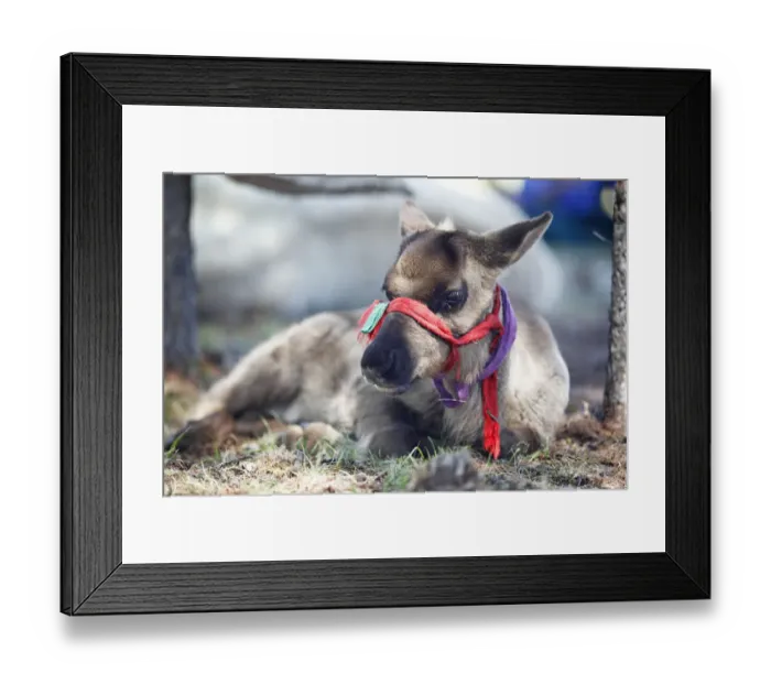 Framed Print : Reindeer -Rangifer tarandus-, reindeer calf of the Dhuka, Khovsgol Aimag, Mongolia Framed Print : Reindeer -Rangifer tarandus-, reindeer calf of the Dhuka, Khovsgol Aimag, Mongolia