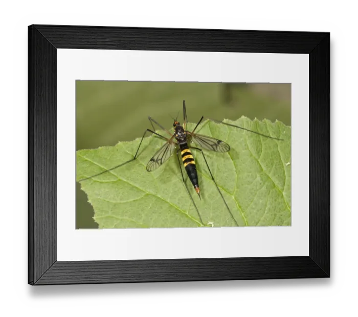 Framed Print : True Crane Fly -Ctenophora sp. -, female, Untergroningen, Abtsgmuend, Baden-Wurttemberg, Germany Framed Print : True Crane Fly -Ctenophora sp. -, female, Untergroningen, Abtsgmuend, Baden-Wurttemberg, Germany