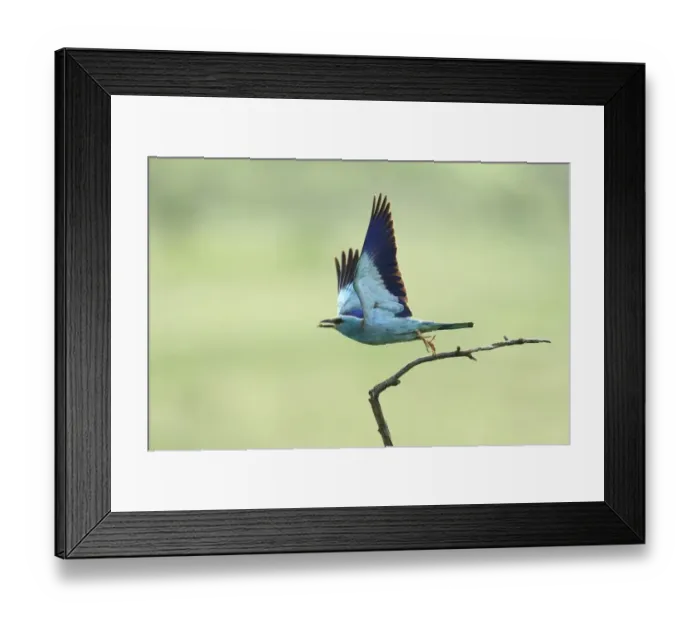 Framed Print : European Roller -Coracias garrulus- during departure, North Bulgaria, Bulgaria Framed Print : European Roller -Coracias garrulus- during departure, North Bulgaria, Bulgaria
