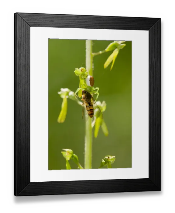 Framed Print : Goldenrod crab spider -Misumena vatia- has captured a hoverfly -Syrphidae-, Thuringia, Germany