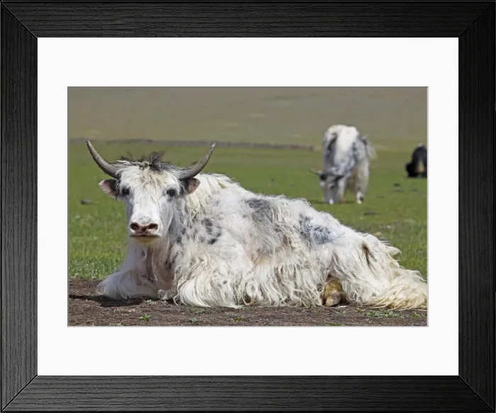 Framed Print : Yak -Bos mutus- surrounded by flies on a meadow, Terkhiin Tsagaan Nuur, North Steppe, Arkhangai Aimag, Mongolia Framed Print : Yak -Bos mutus- surrounded by flies on a meadow, Terkhiin Tsagaan Nuur, North Steppe, Arkhangai Aimag, Mongolia