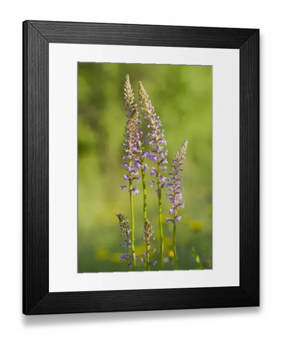 Framed Print : Fragrant orchid -Gymnadenia conopsea-, flowering, Leutra, Thuringia, Germany Framed Print : Fragrant orchid -Gymnadenia conopsea-, flowering, Leutra, Thuringia, Germany