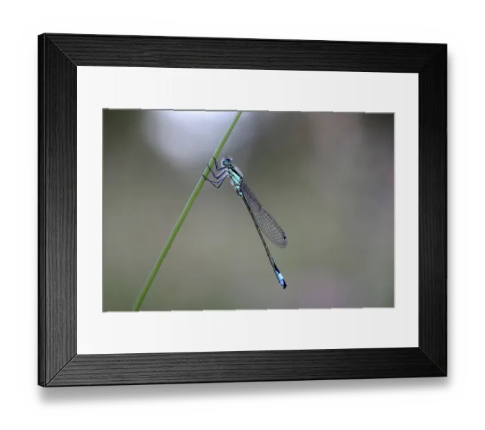 Framed Print : Blue-tailed Damselfly -Ischnura elegans-, male, Biberach an der Riss, Upper Swabia, Baden-Wurttemberg, Germany Framed Print : Blue-tailed Damselfly -Ischnura elegans-, male, Biberach an der Riss, Upper Swabia, Baden-Wurttemberg, Germany