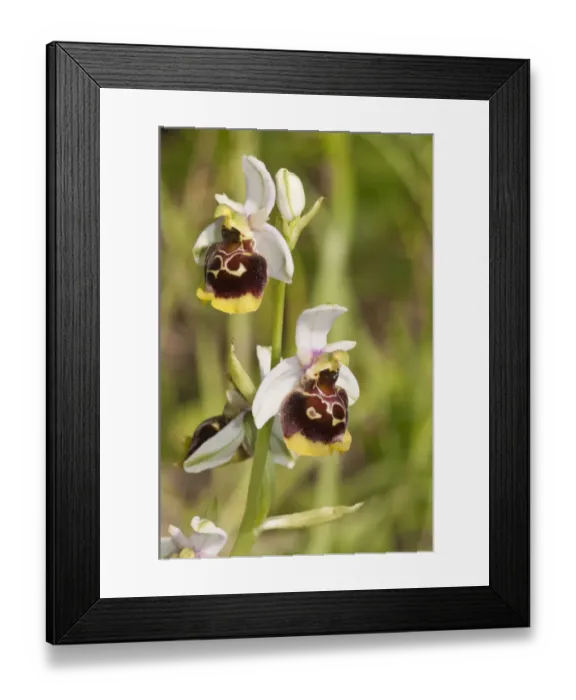 Framed Print : Late Spider-orchid -Ophrys holoserica-, white tepals, Baden-Wurttemberg, Germany Framed Print : Late Spider-orchid -Ophrys holoserica-, white tepals, Baden-Wurttemberg, Germany