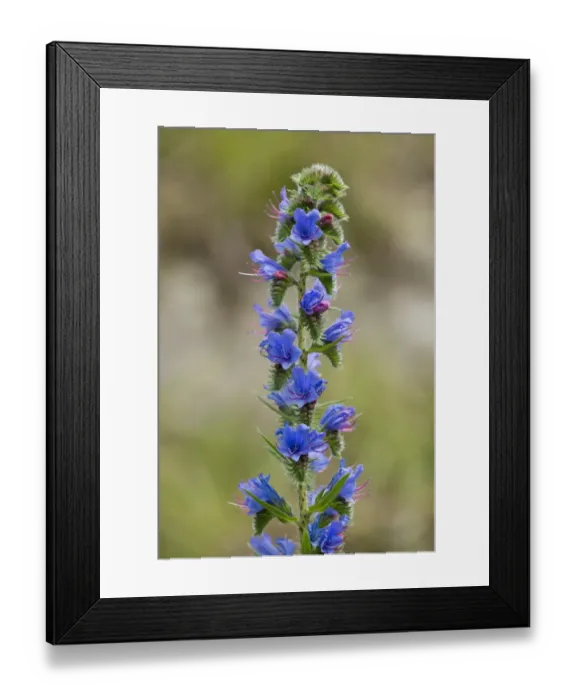 Framed Print : Vipers Bugloss or Blueweed -Echium vulgare-, flowering, Thuringia, Germany Framed Print : Vipers Bugloss or Blueweed -Echium vulgare-, flowering, Thuringia, Germany