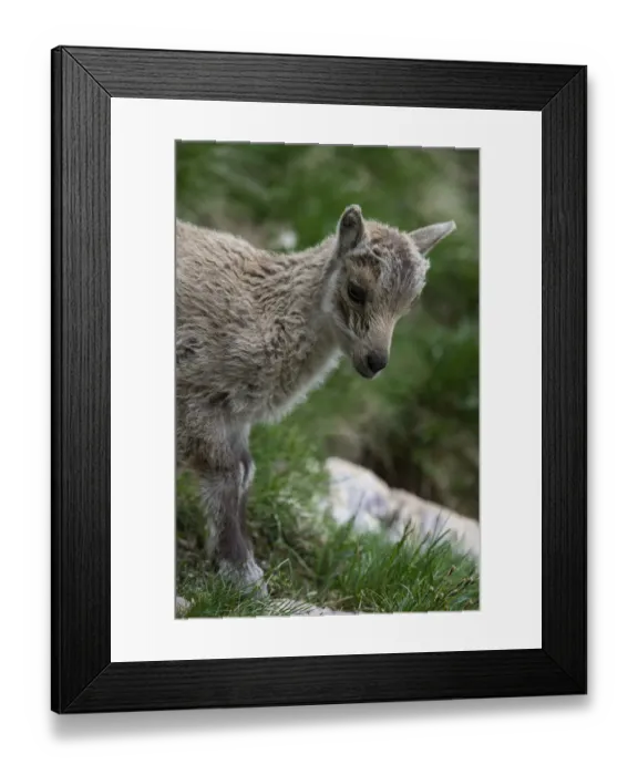 Framed Print : Young Alpine Ibex -Capra ibex-, Graubuenden, Switzerland Framed Print : Young Alpine Ibex -Capra ibex-, Graubuenden, Switzerland