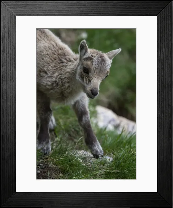 Framed Print : Young Alpine Ibex -Capra ibex-, Graubuenden, Switzerland Framed Print : Young Alpine Ibex -Capra ibex-, Graubuenden, Switzerland