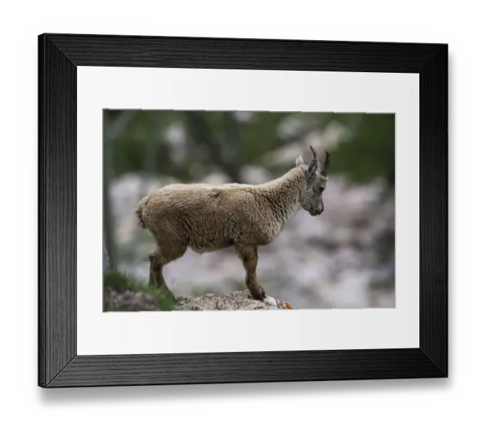Framed Print : Female Alpine Ibex -Capra ibex-, Graubuenden, Switzerland Framed Print : Female Alpine Ibex -Capra ibex-, Graubuenden, Switzerland