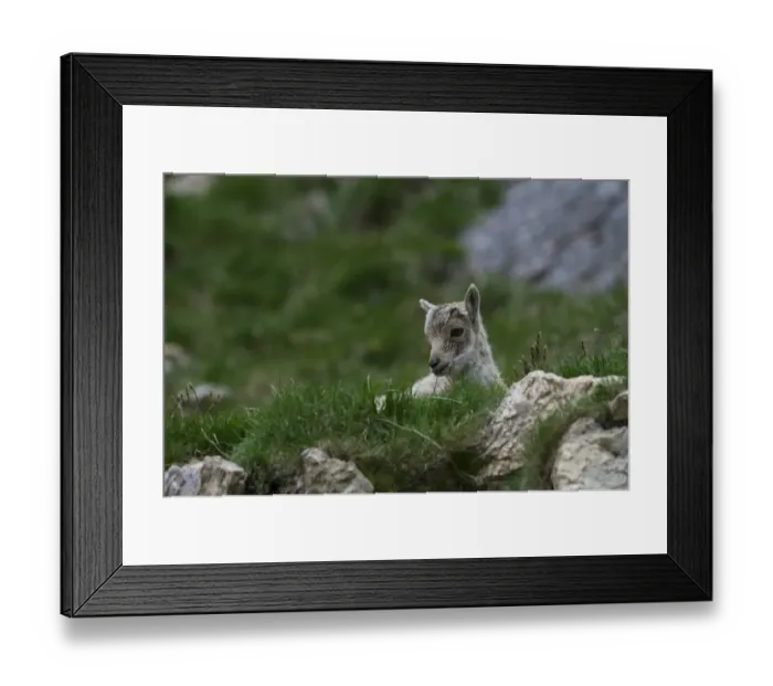 Framed Print : Young Alpine Ibex -Capra ibex-, Graubuenden, Switzerland Framed Print : Young Alpine Ibex -Capra ibex-, Graubuenden, Switzerland
